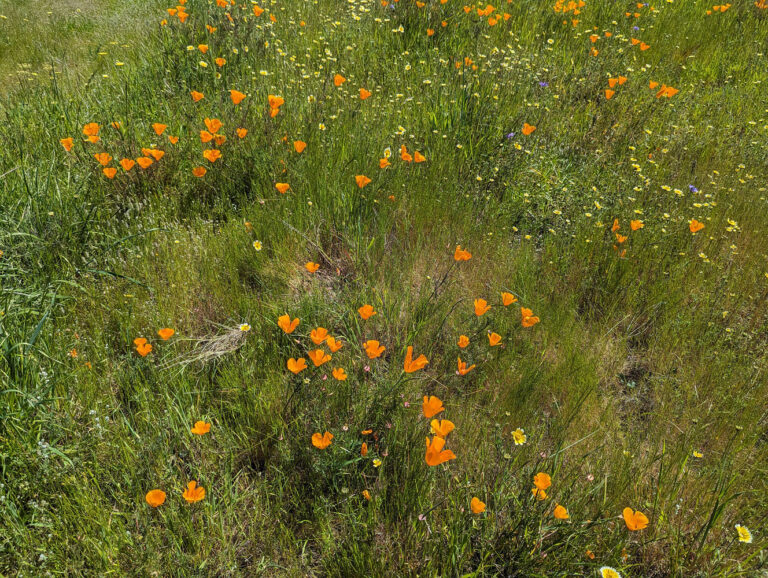 Helen Sweyer Trail (2)