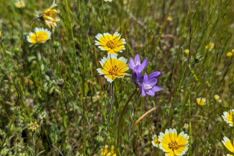 Helen Sweyer Trail (4)
